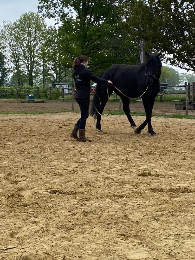 BWP dressuurpaard Ruin 11 jaar Zwart te koop - Foto 5