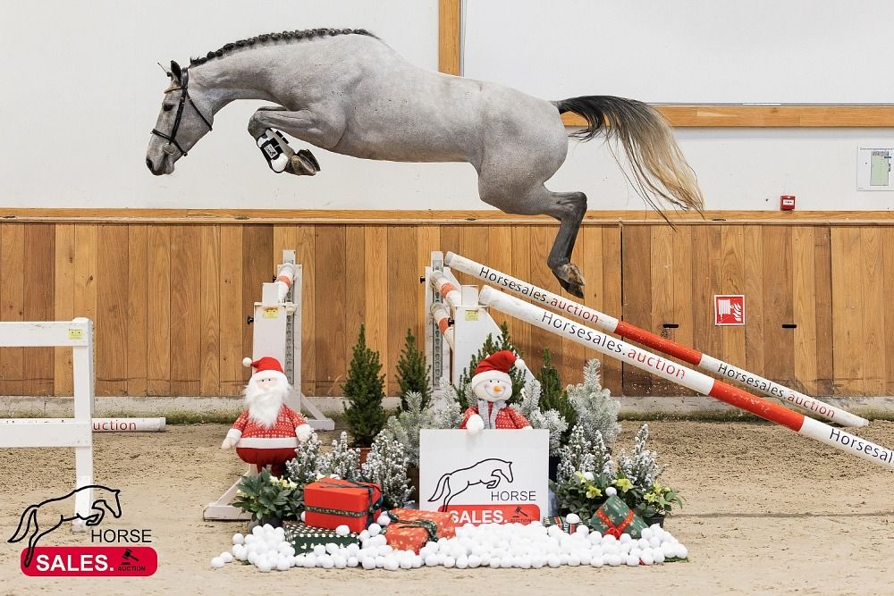 KWPN springpaard Merrie 3 years old Schimmel for sale - Photo 5