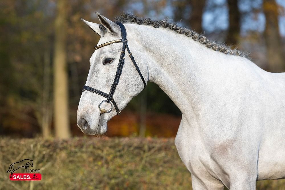 KWPN springpaard Merrie 3 years old Schimmel for sale - Photo 3