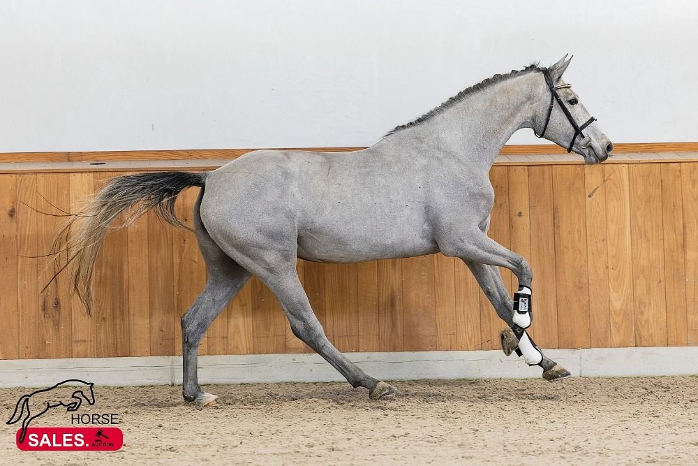 KWPN springpaard Merrie 3 years old Schimmel for sale - Photo 4