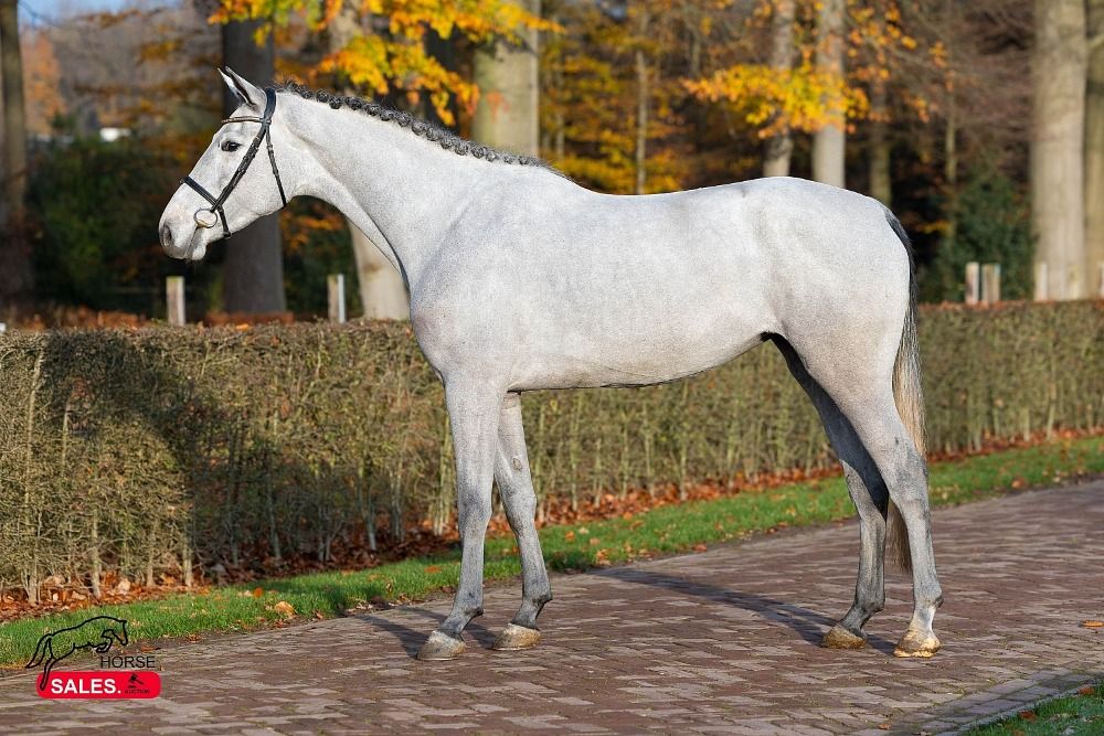 KWPN springpaard Merrie 3 years old Schimmel for sale - Photo 2