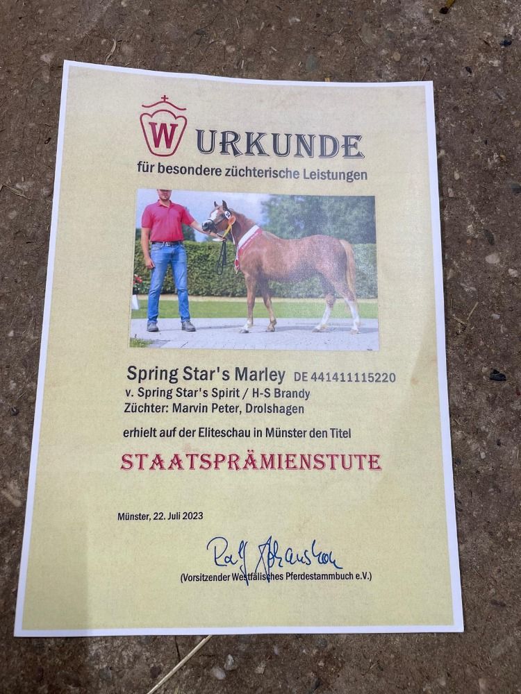 Duitse rijpony springpony Merrie 5 jaar Vos te koop - Foto 3