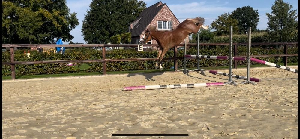 Duitse rijpony springpony Merrie 5 jaar Vos te koop - Foto 2