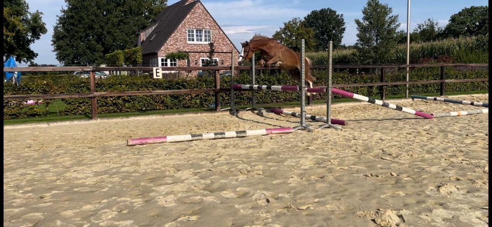 Toekomstige winnaarspony voor de springsport
