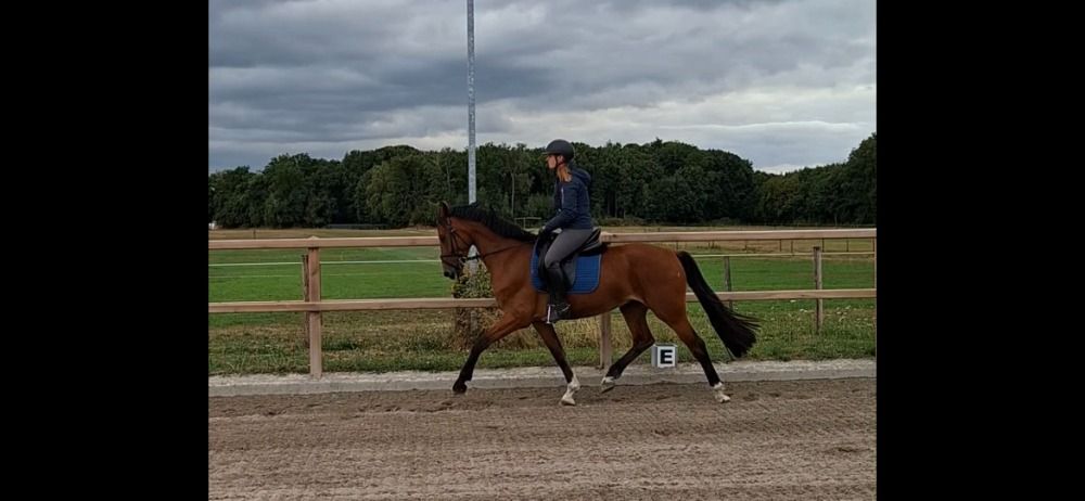 KWPN dressuurpaard Ruin 4 jaar Bruin te koop - Hoofdfoto