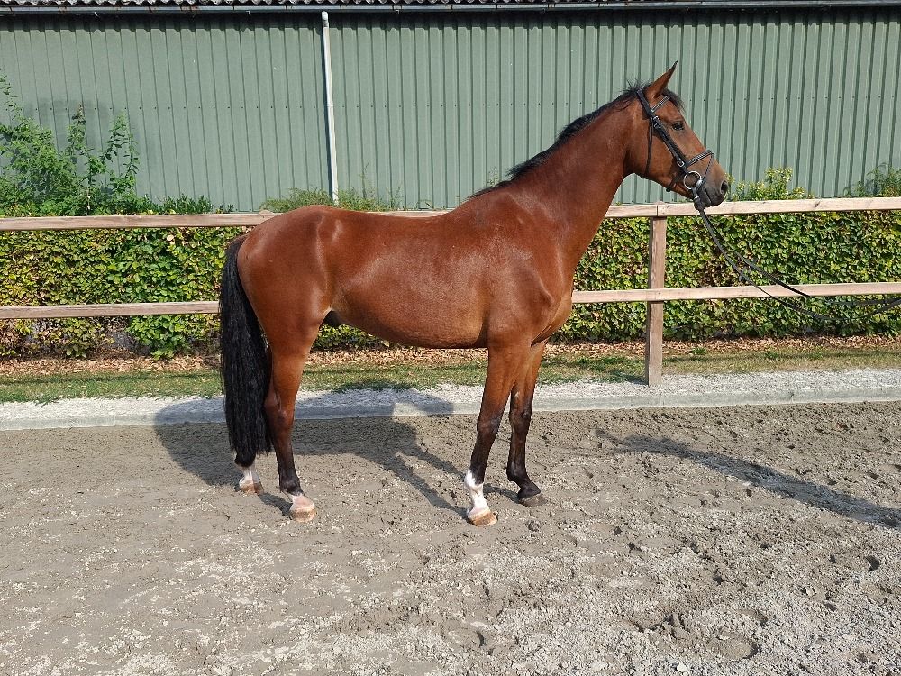 KWPN dressuurpaard Ruin 4 jaar Bruin te koop - Foto 2
