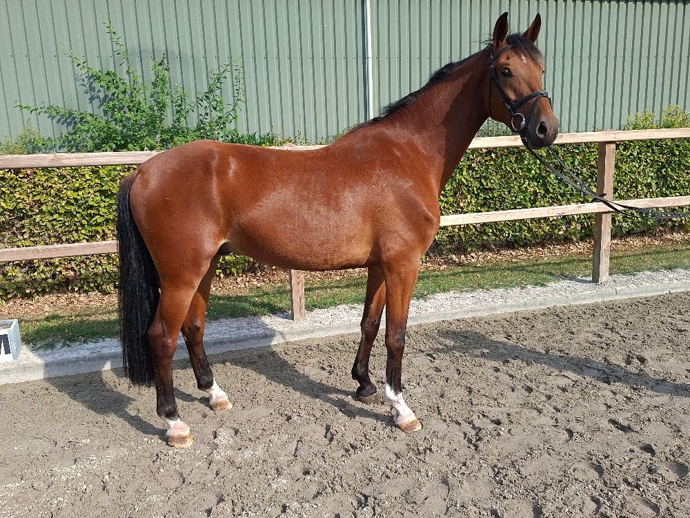 KWPN dressuurpaard Ruin 4 jaar Bruin te koop - Foto 3