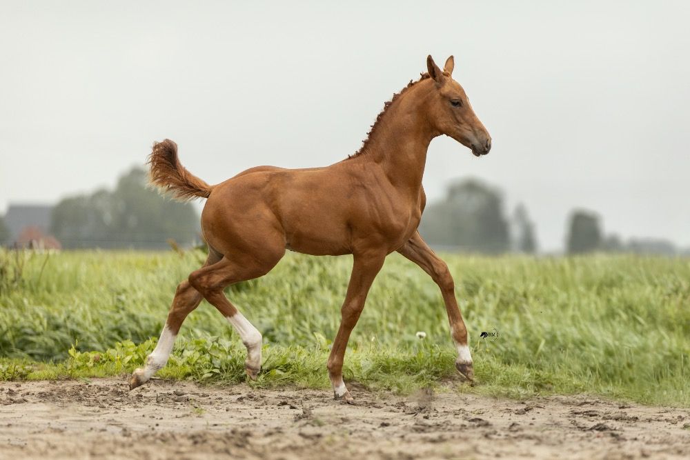 KWPN dressuurpaard Hengst Vos te koop - Foto 4