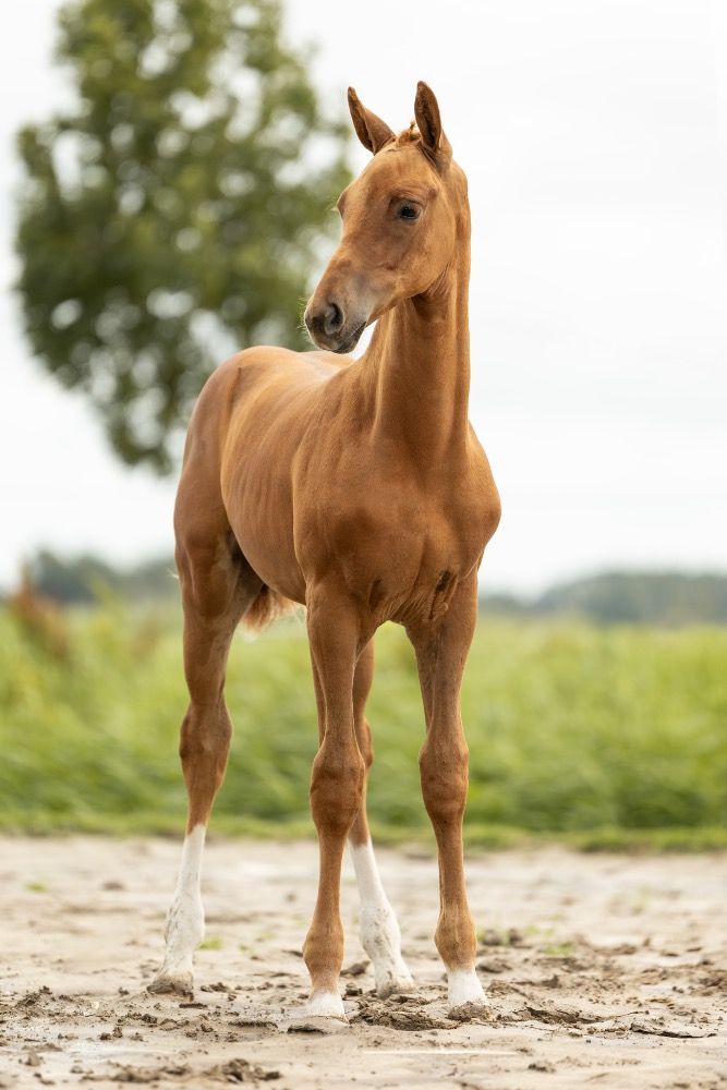 KWPN dressuurpaard Hengst Vos te koop - Foto 3