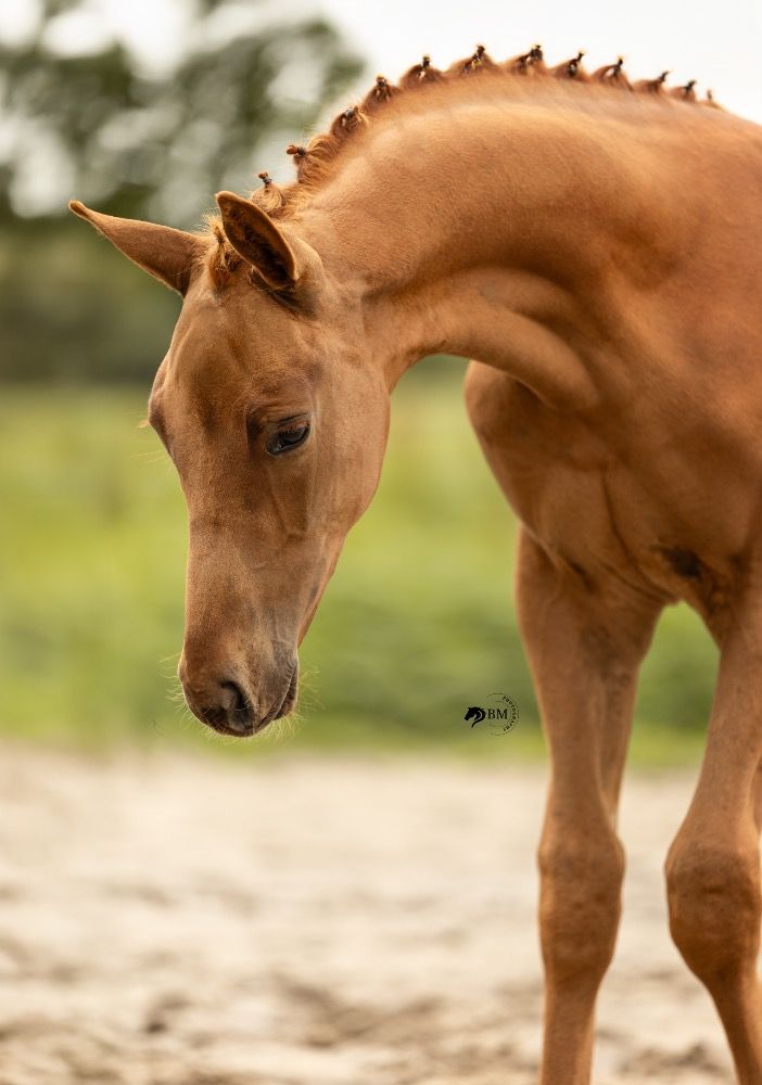 KWPN dressuurpaard Hengst Vos te koop - Hoofdfoto
