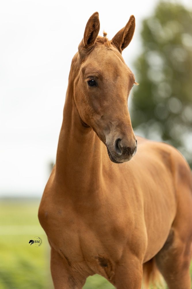 KWPN dressuurpaard Hengst Vos te koop - Foto 2