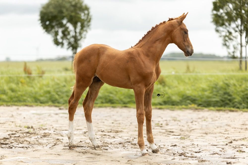 KWPN dressuurpaard Hengst Vos te koop - Foto 5