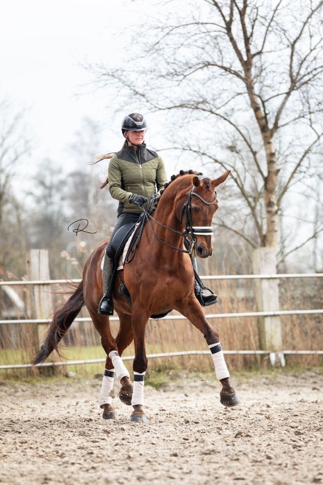 KWPN dressuurpaard Hengst Vos te koop - Foto 6