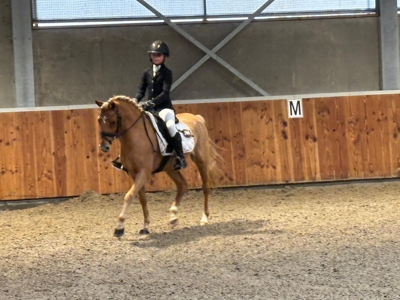 welsh allround-pony ruin 9 سنوات vos للبيع - صورة 4