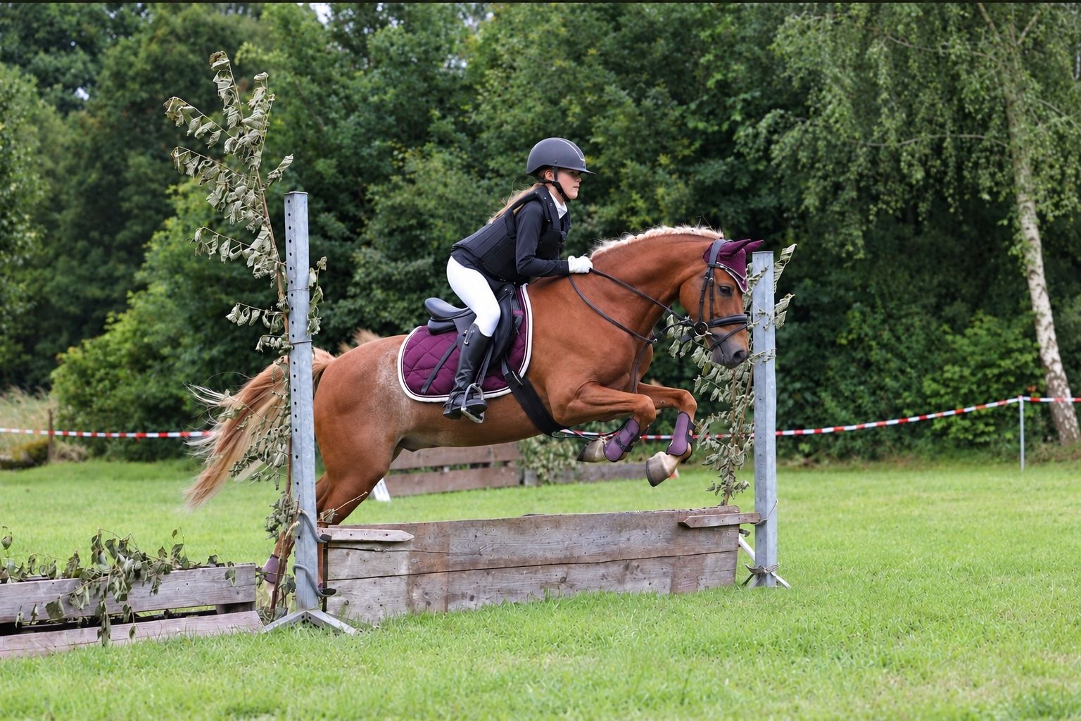 welsh allround-pony ruin 9 سنوات vos للبيع - صورة 3