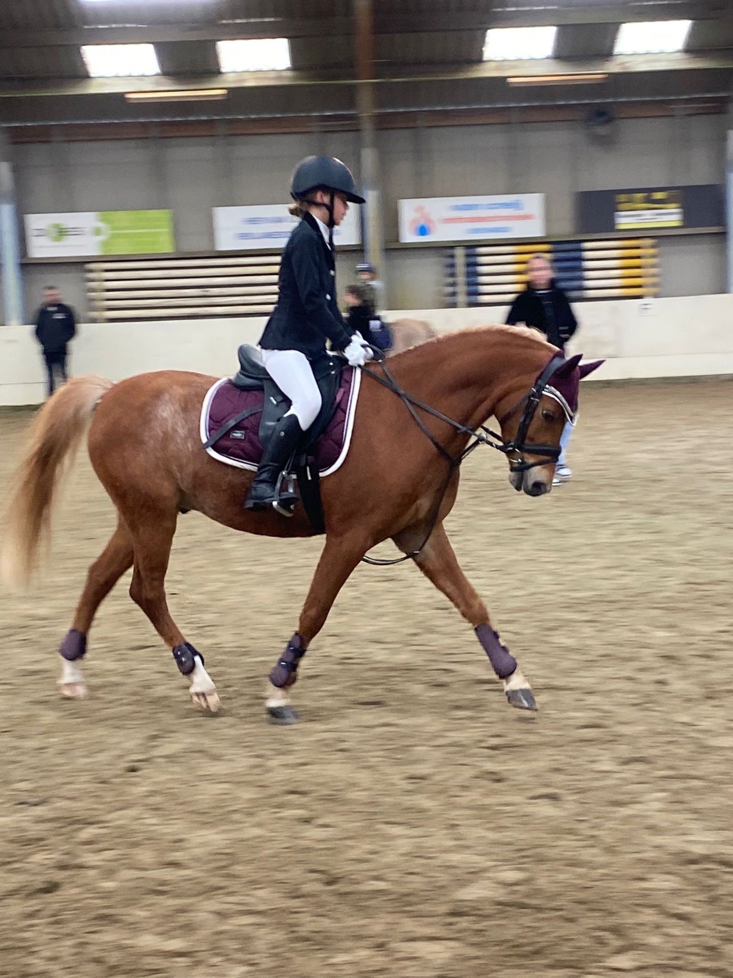 welsh allround-pony ruin 9 سنوات vos للبيع - صورة 5