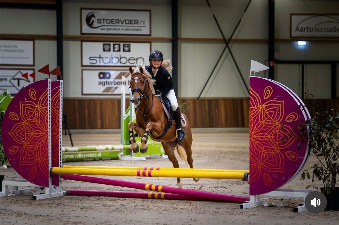welsh allround-pony ruin 9 سنوات vos للبيع - صورة 2