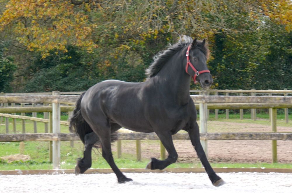 Fries fokmerrie Merrie 8 jaar Zwart te koop - Foto 4