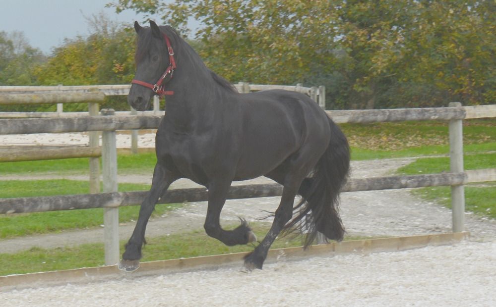 Fries fokmerrie Merrie 8 jaar Zwart te koop - Foto 2