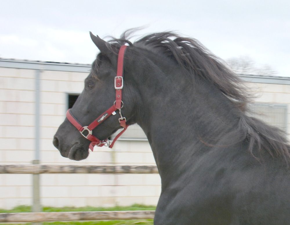 Fries fokmerrie Merrie 8 jaar Zwart te koop - Foto 3