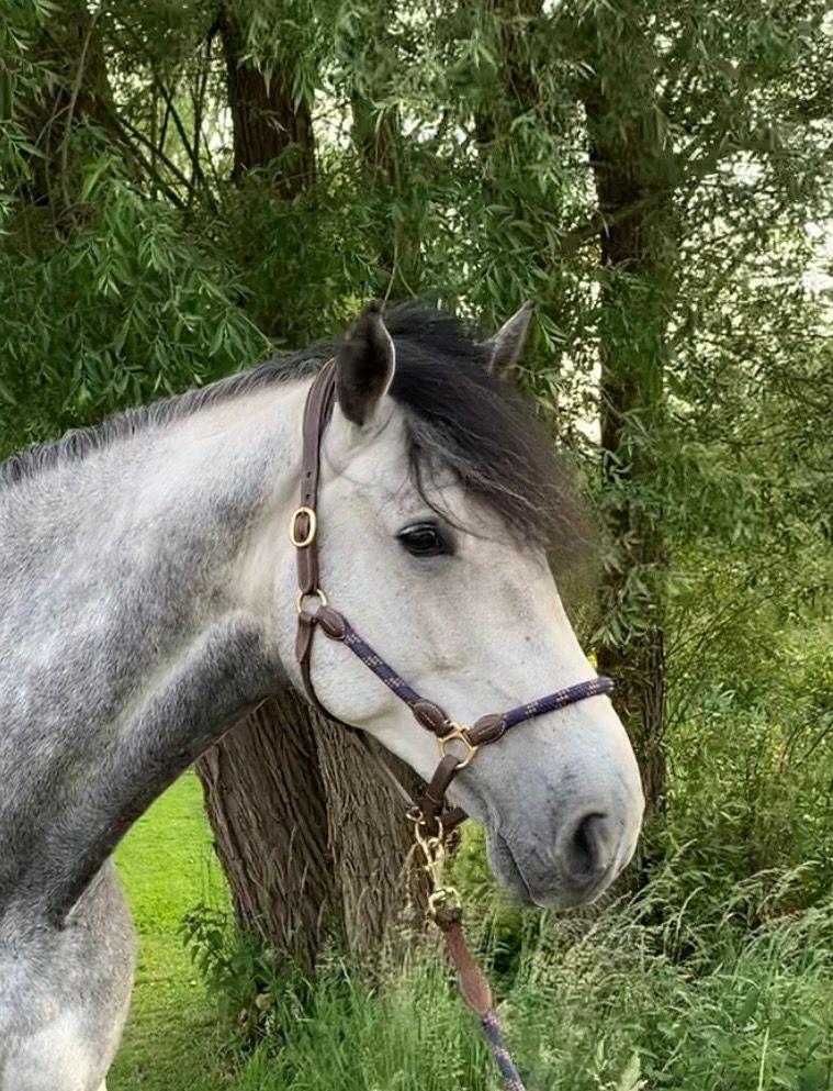 BWP springpaard Ruin 7 jaar Schimmel te koop - Foto 3