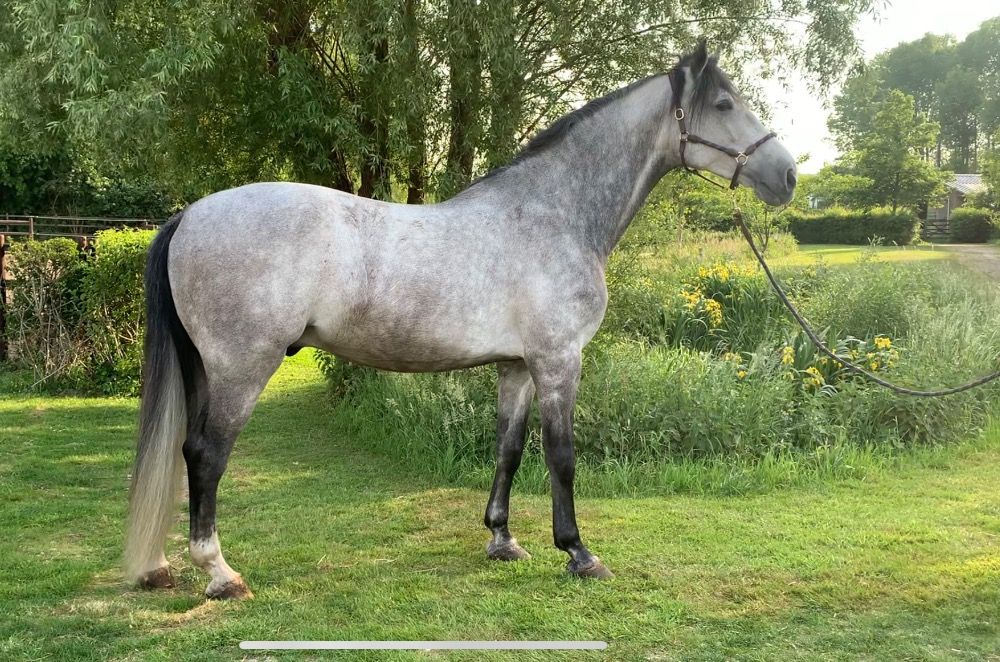 7-jarige springgefokte ruin