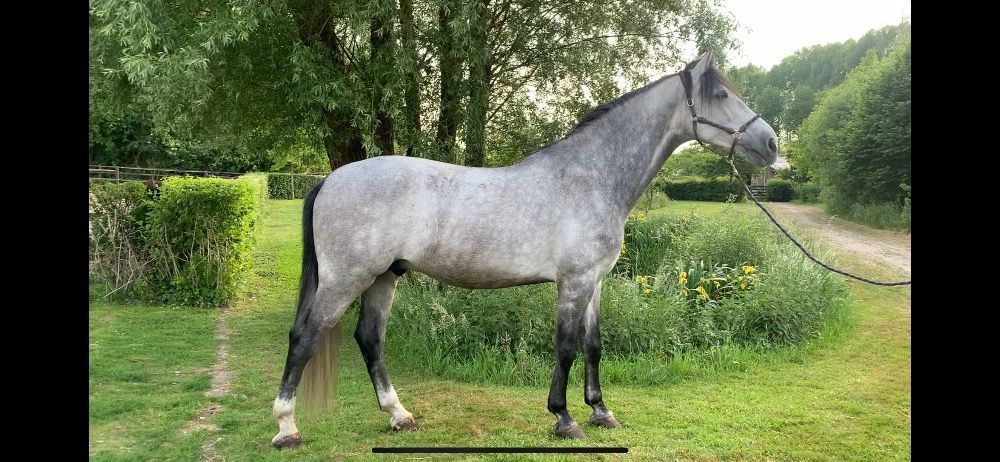 BWP springpaard Ruin 7 jaar Schimmel te koop - Foto 2