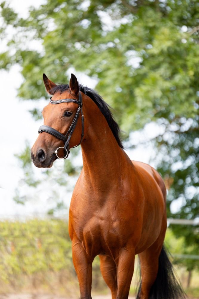 KWPN dressuurpaard Merrie 4 jaar Bruin te koop - Hoofdfoto