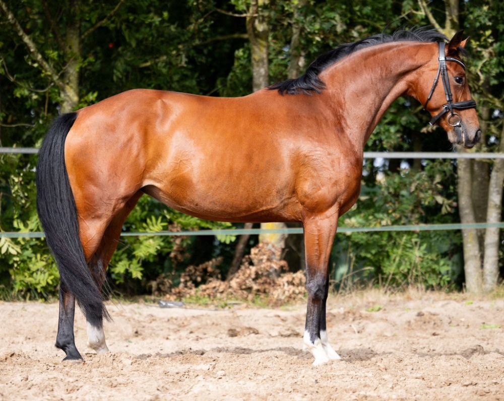 KWPN dressuurpaard Merrie 4 jaar Bruin te koop - Foto 5