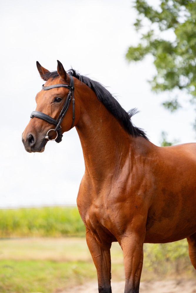 KWPN dressuurpaard Merrie 4 jaar Bruin te koop - Foto 3