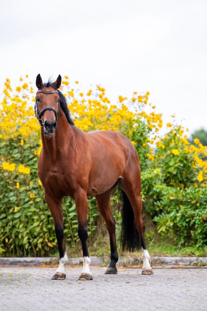 KWPN dressuurpaard Merrie 4 jaar Bruin te koop - Foto 4