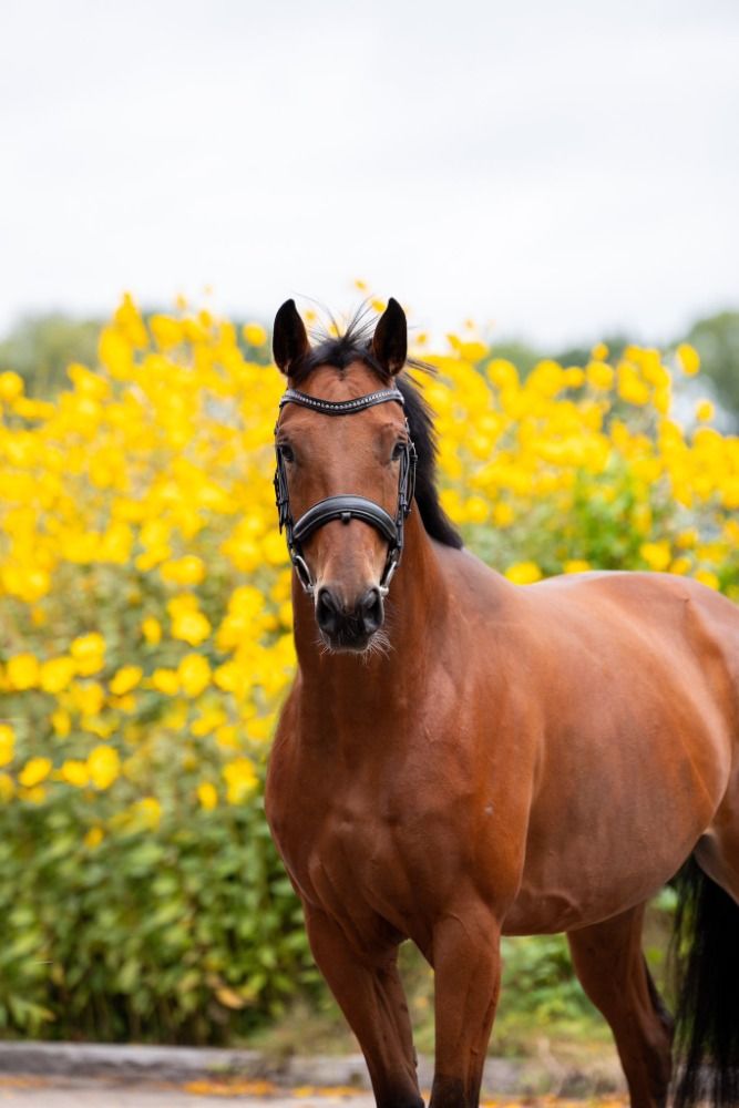 KWPN dressuurpaard Merrie 4 jaar Bruin te koop - Foto 2