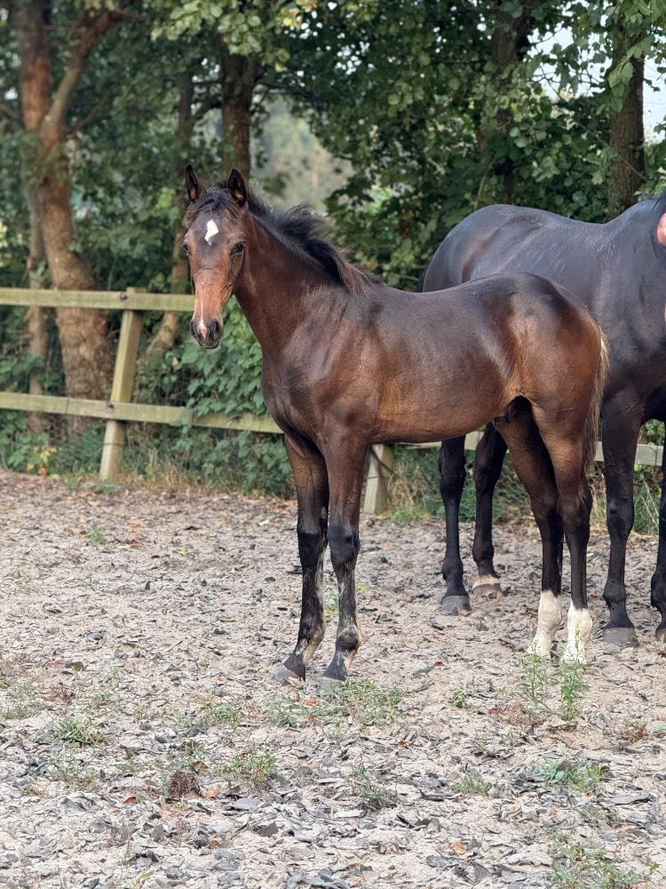 KWPN dressuurpaard Hengst 1 years old Donkerbruin for sale - Photo 2