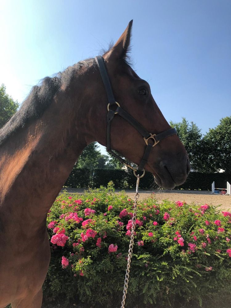 Holstein springpaard Ruin 13 Jahre alt Bruin zu verkaufen - Foto 3