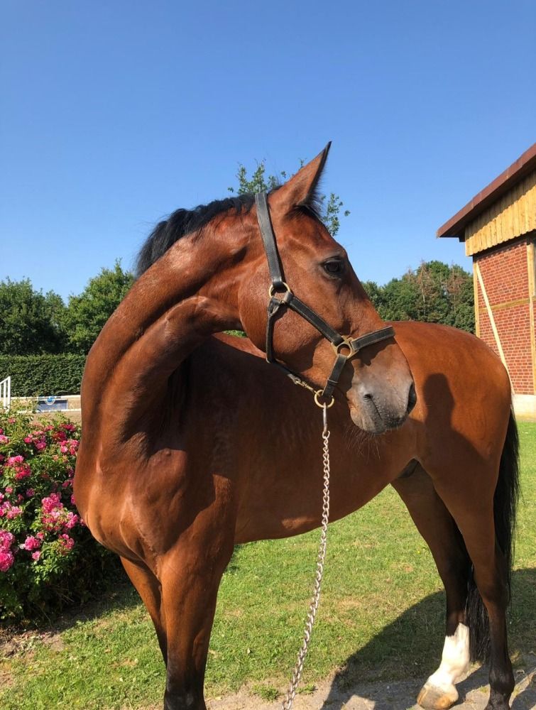 Holstein springpaard Ruin 13 Jahre alt Bruin zu verkaufen - Foto 2
