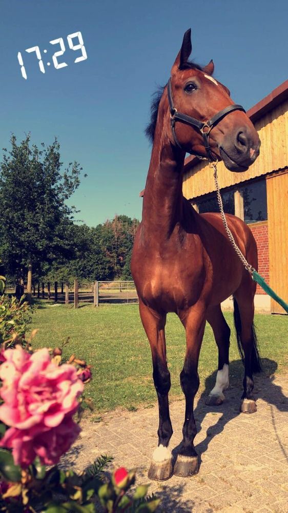 13-year-old good gelding for sport and leisure