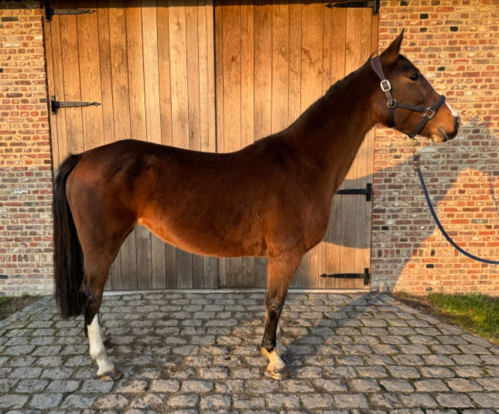 Warmbloed paard Merrie 7 jaar Bruin te koop - Foto 2