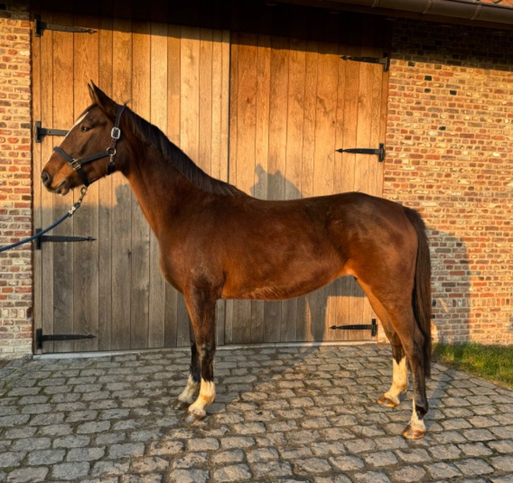 7 Jarige fokmerrie te koop