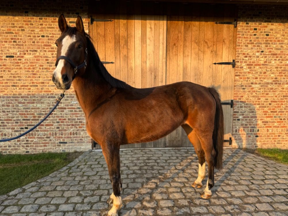 Warmbloed paard Merrie 7 jaar Bruin te koop - Foto 3