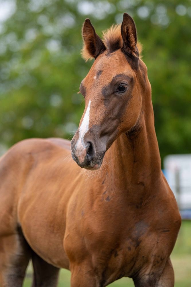 KWPN springpaard Hengst Vos te koop - Hoofdfoto