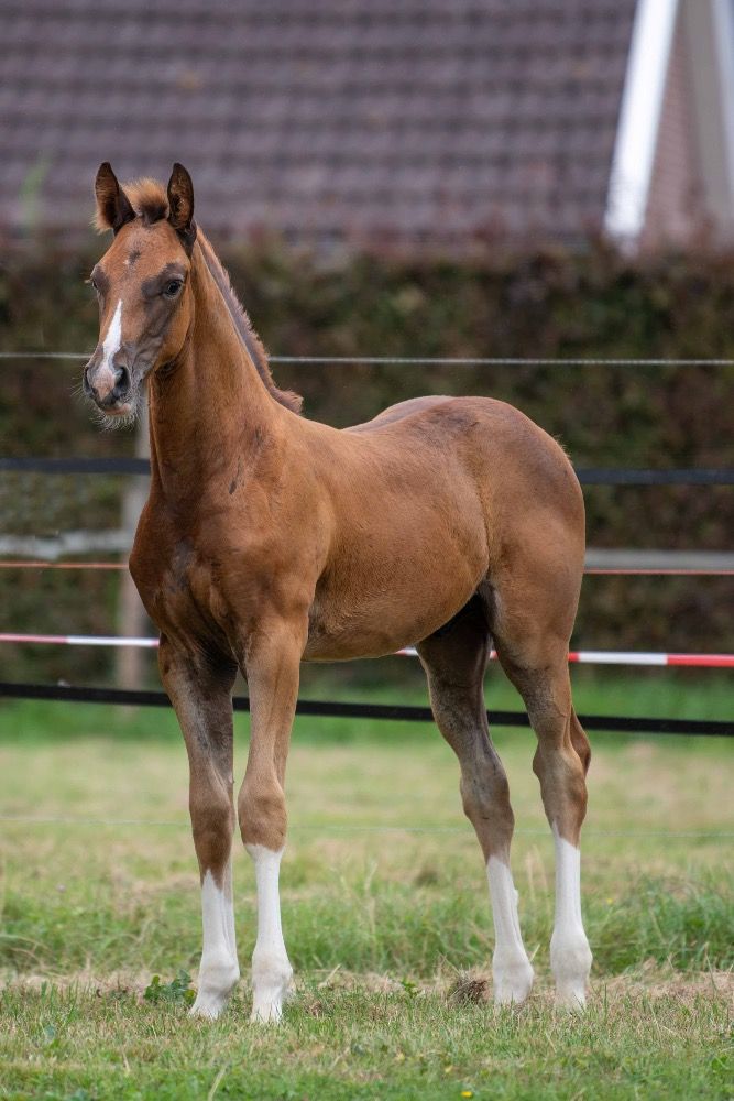 KWPN springpaard Hengst Vos te koop - Foto 2