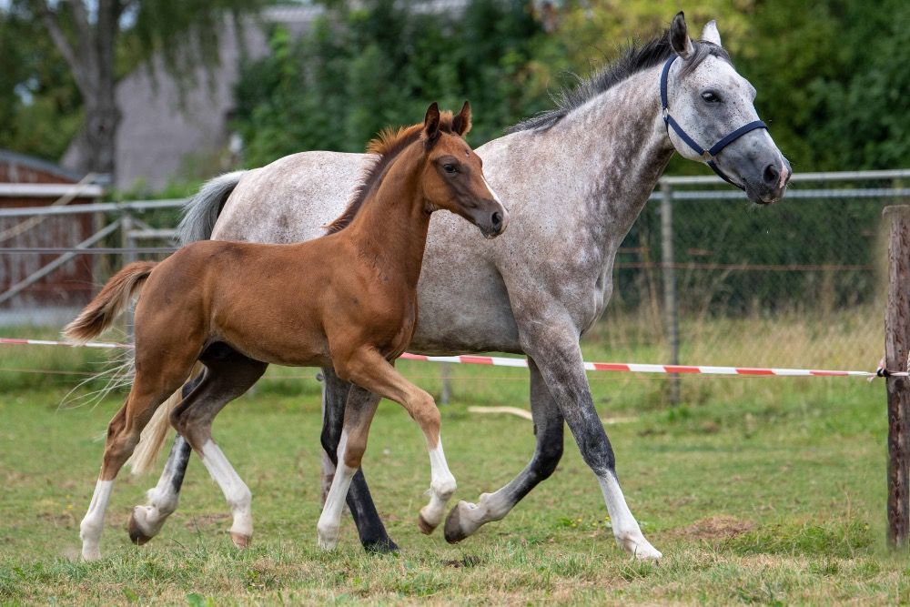 KWPN springpaard Hengst Vos te koop - Foto 4