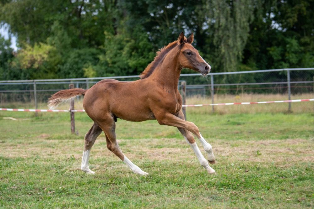 KWPN springpaard Hengst Vos te koop - Foto 3