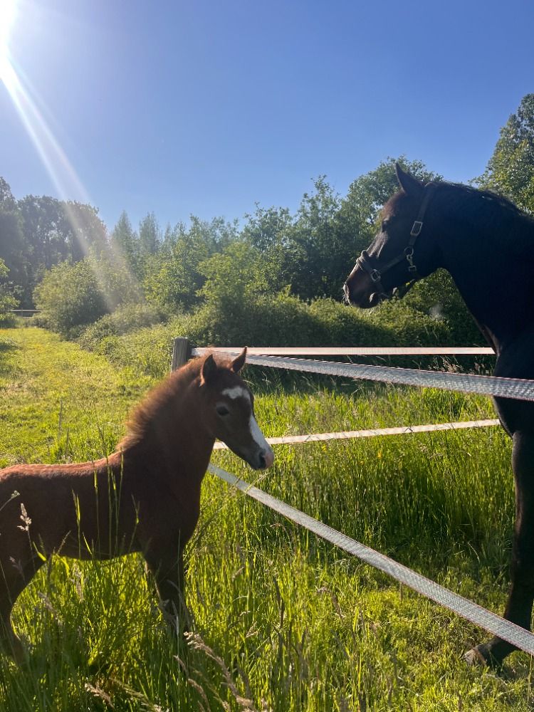 BWP springpony Hengst Schimmel te koop - Foto 5