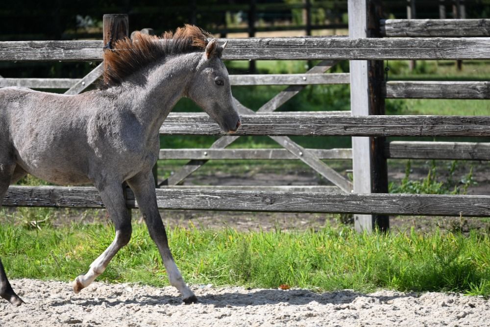 BWP springpony Hengst Schimmel te koop - Foto 3