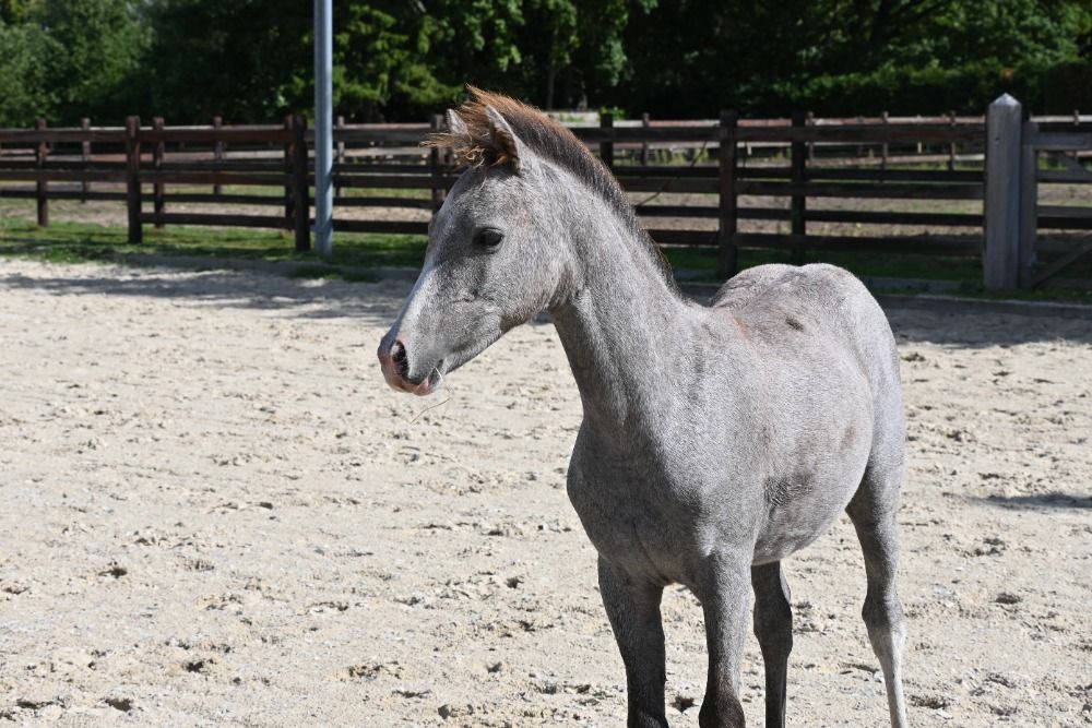 BWP springpony Hengst Schimmel te koop - Foto 2
