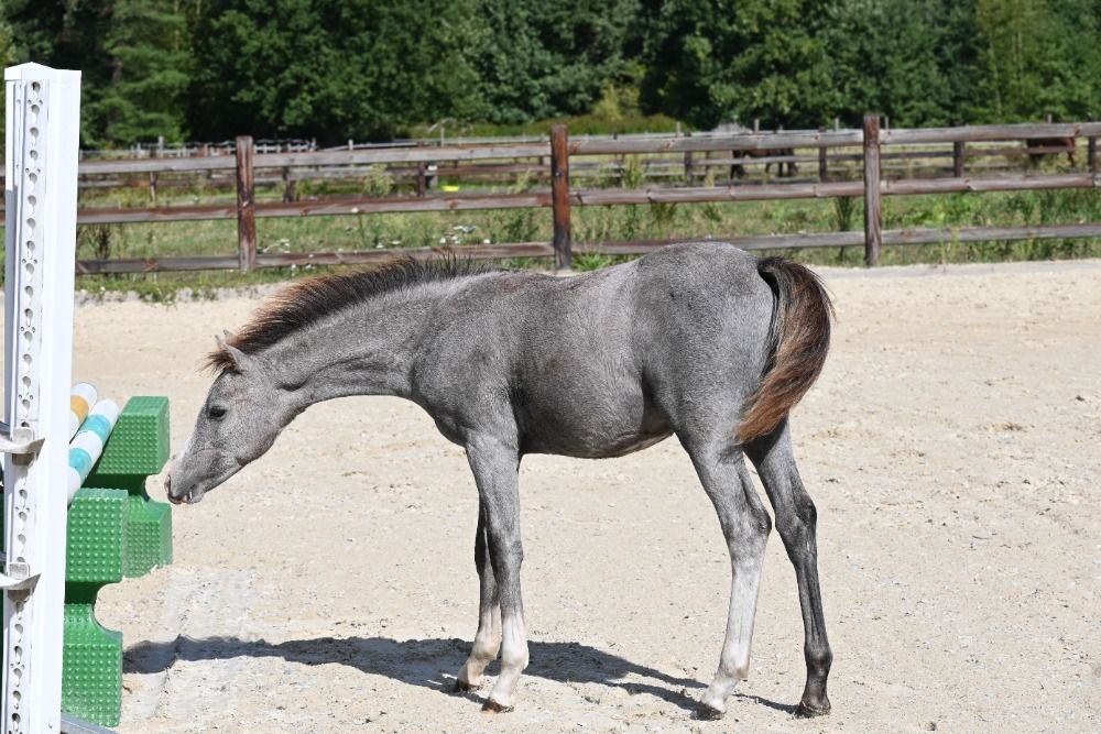 BWP springpony Hengst Schimmel te koop - Foto 4