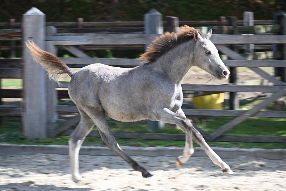 Knappe pony hengst van Little Milton x Mentos