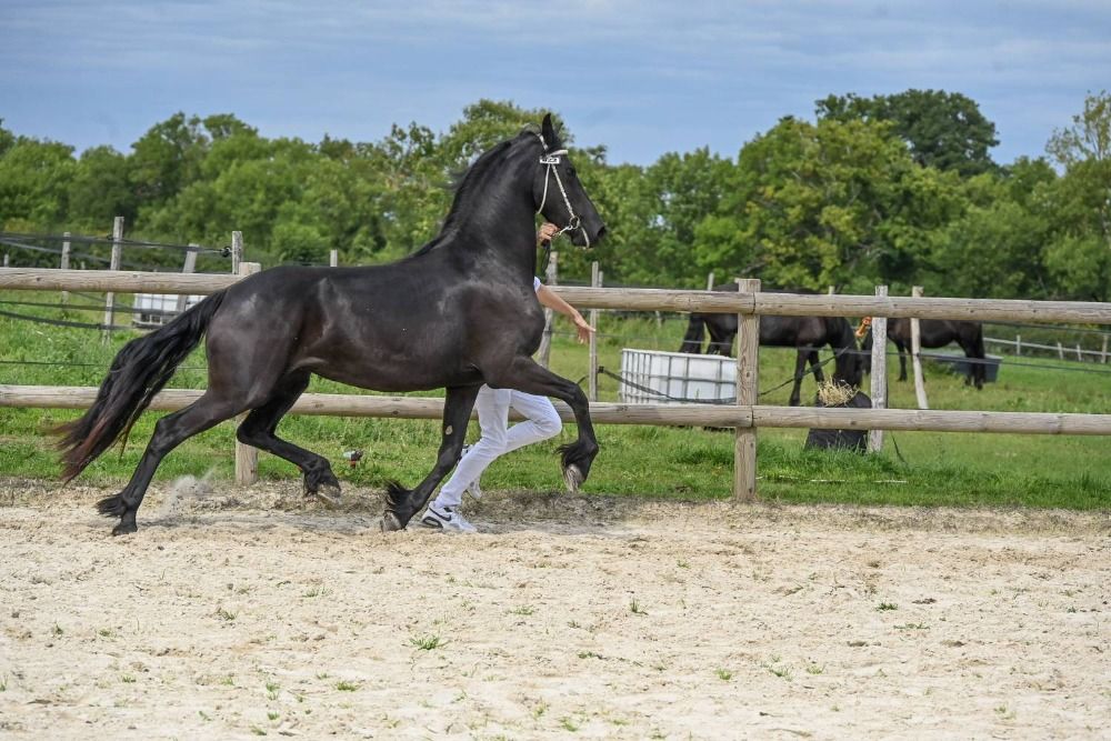 Vick Abby D'Ambne Ster Friese merrie te koop