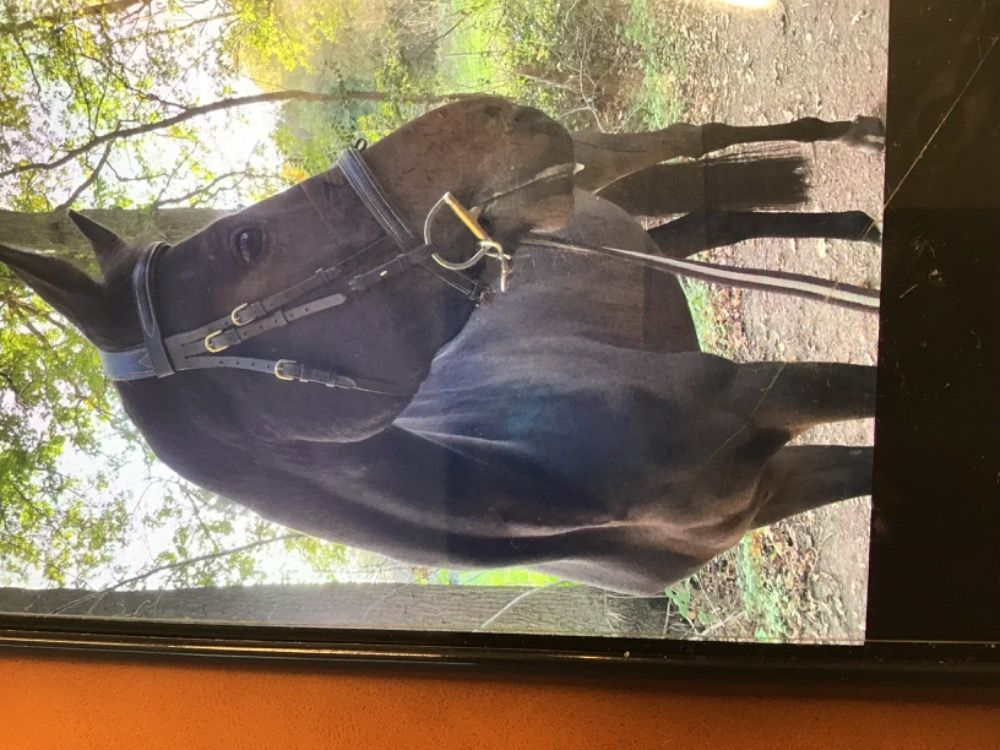 BWP allrounder Ruin 5 jaar Zwart te koop - Foto 2